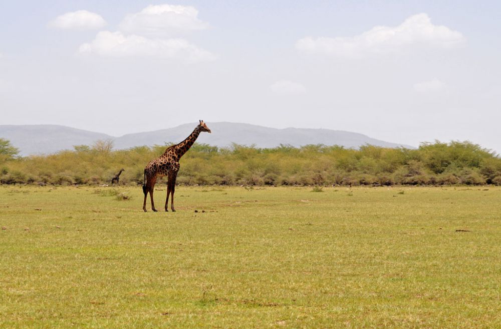 Spirit of Kenya field photograph 9