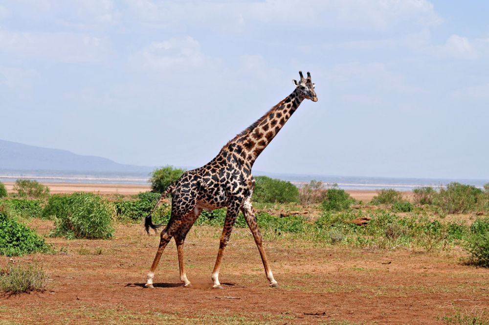 Spirit of Kenya field photograph 12