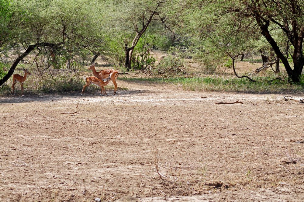 Spirit of Kenya field photograph 15