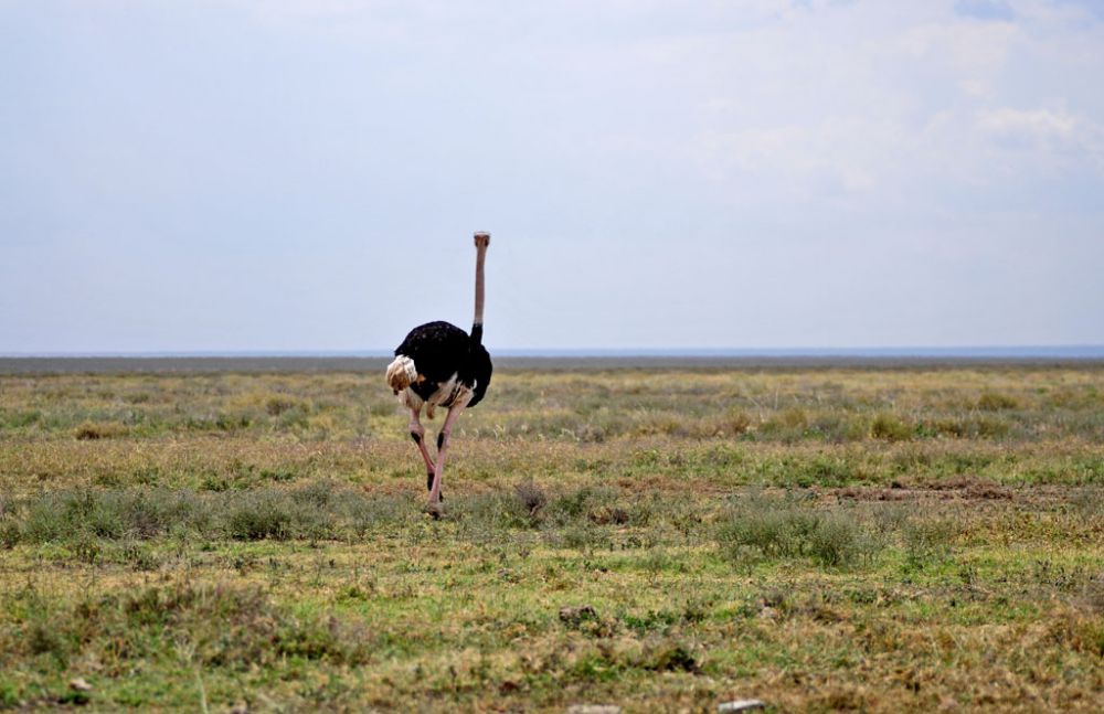 Spirit of Kenya field photograph 19