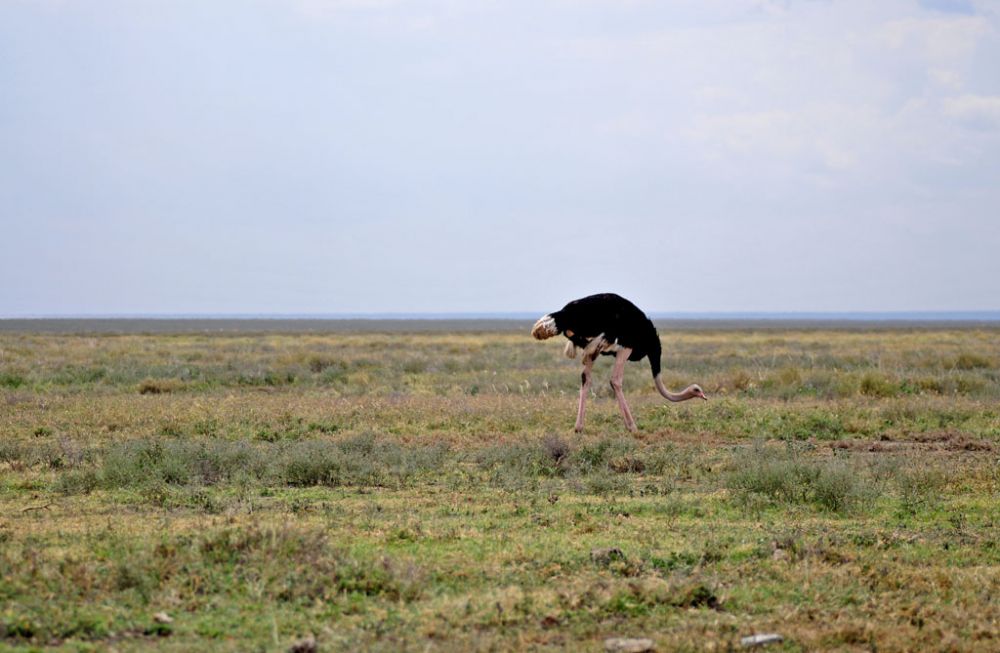 Spirit of Kenya field photograph 20