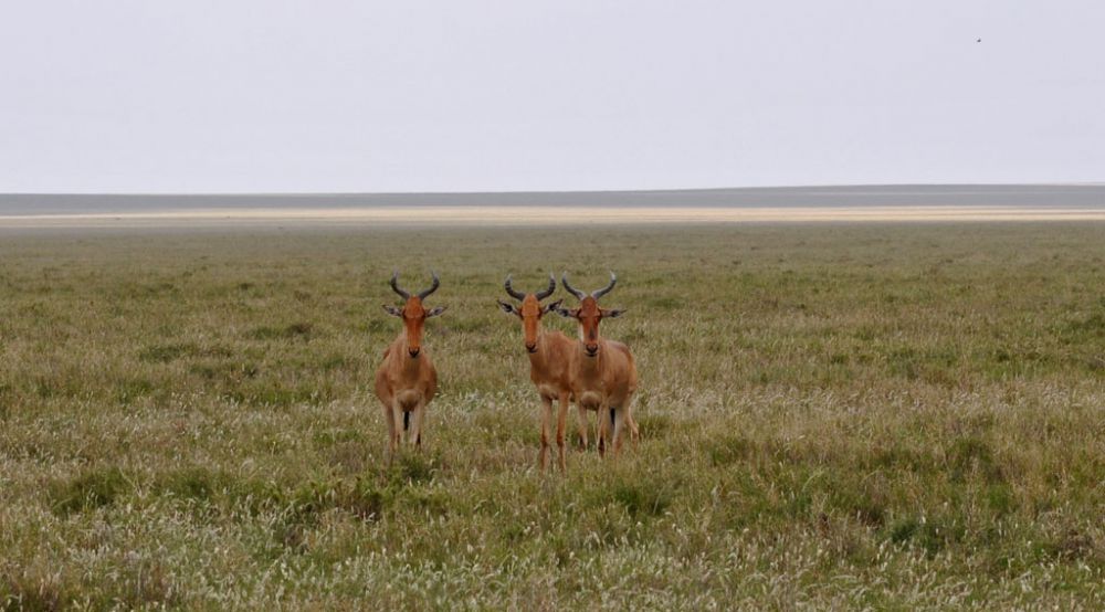 Spirit of Kenya field photograph 24