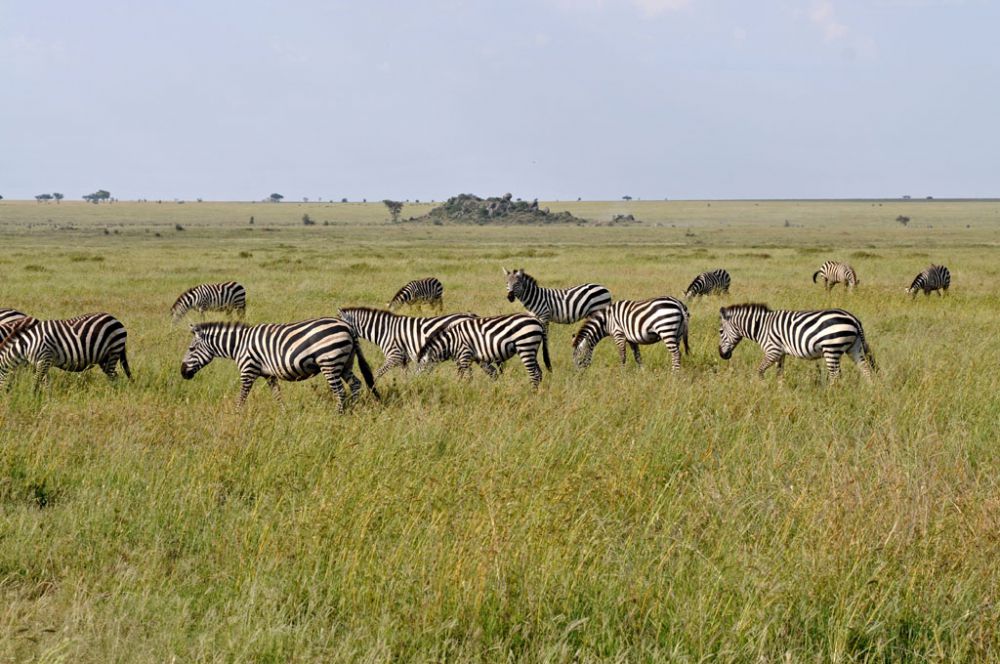 Spirit of Kenya field photograph 31