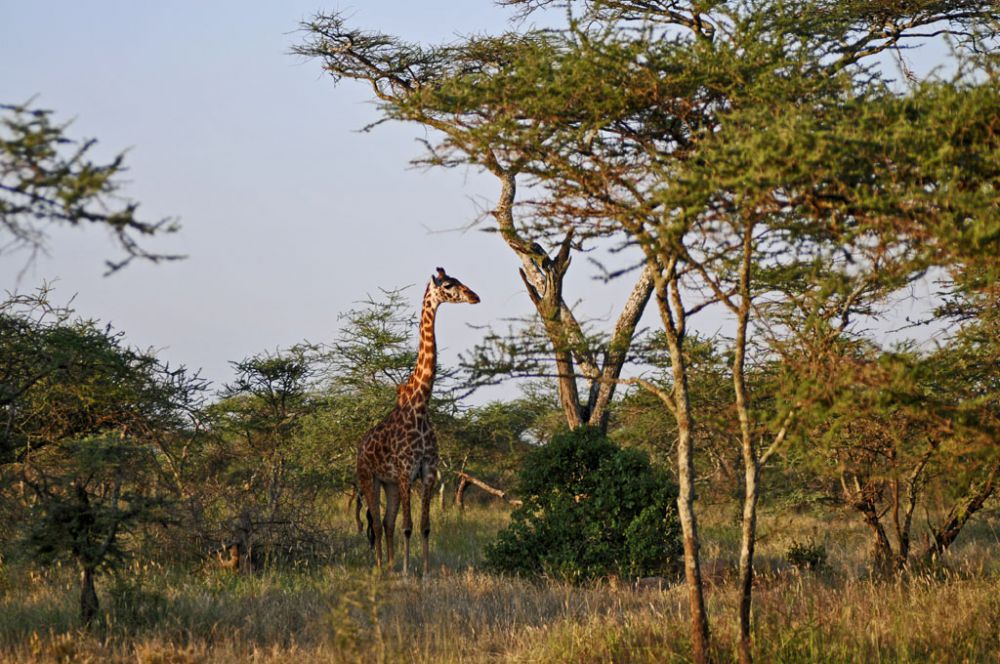 Spirit of Kenya field photograph 41