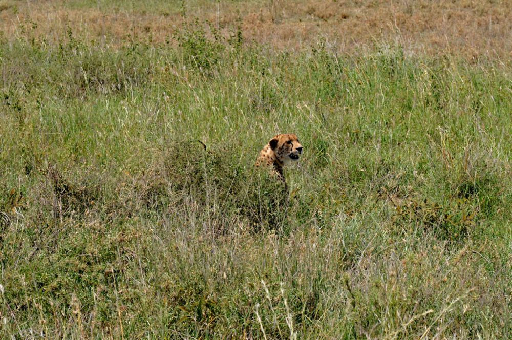 Spirit of Kenya field photograph 52