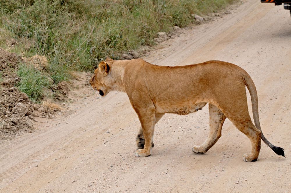 Spirit of Kenya field photograph 56