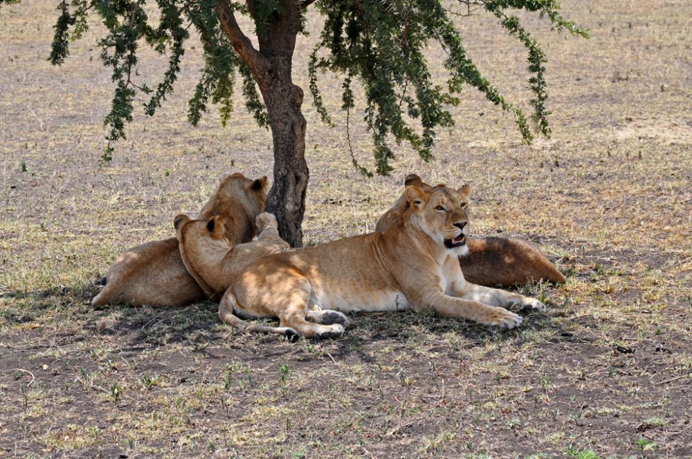 Spirit of Kenya field photograph 76