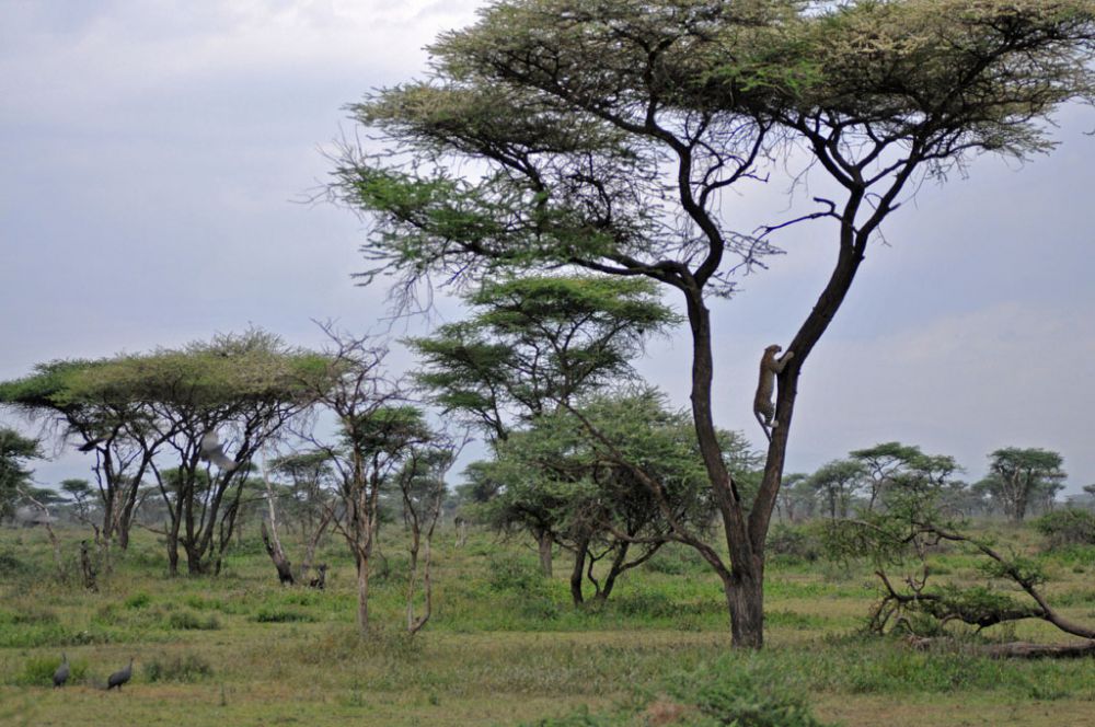 Spirit of Kenya field photograph 82