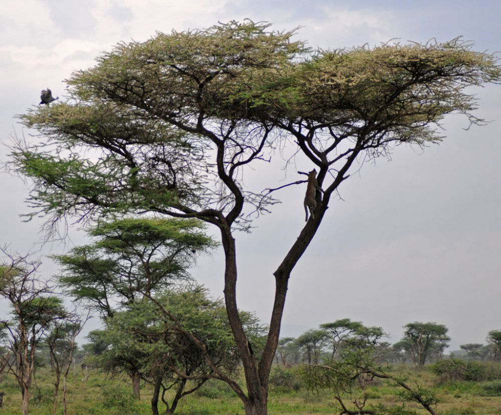 Spirit of Kenya field photograph 83