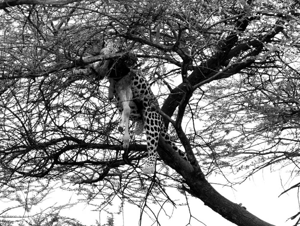 Spirit of Kenya field photograph 84