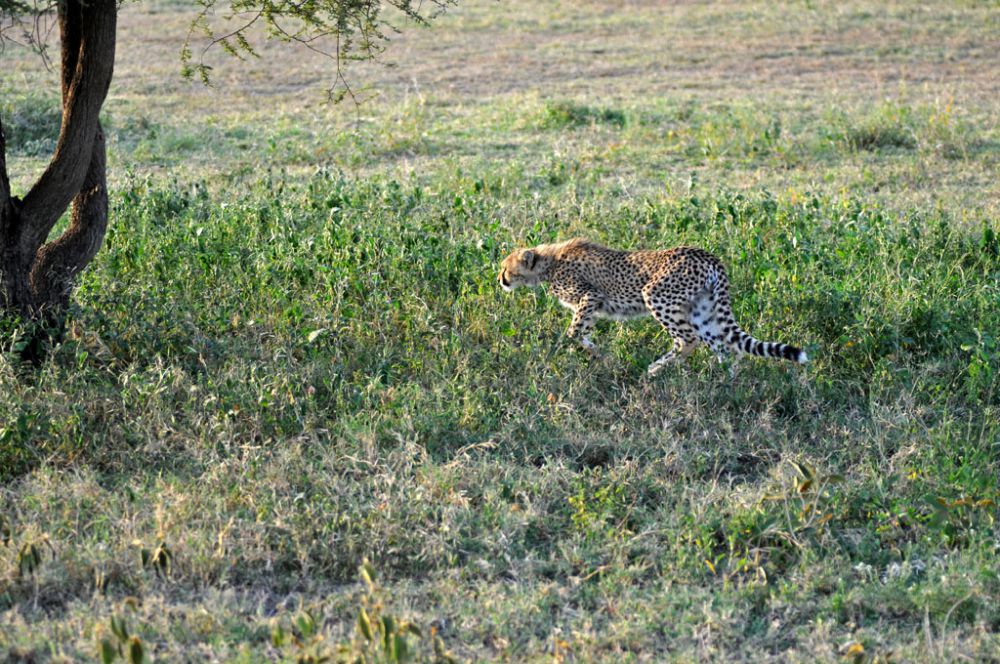 Spirit of Kenya field photograph 97