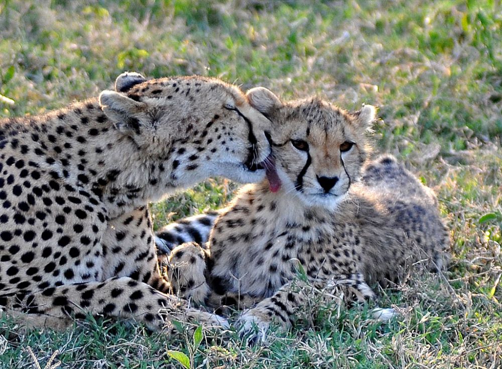 Spirit of Kenya field photograph 100