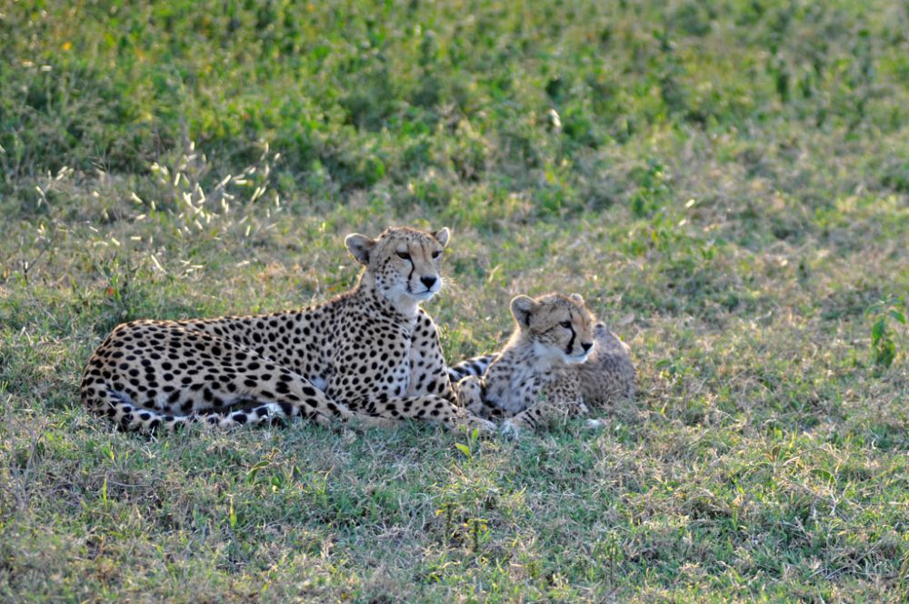 Spirit of Kenya field photograph 101