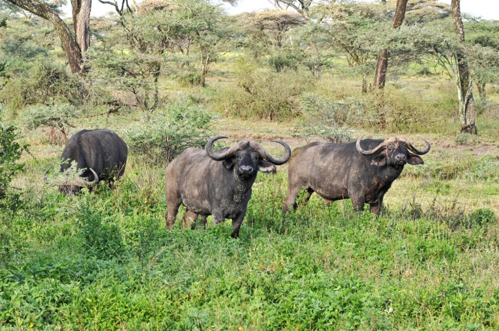 Spirit of Kenya field photograph 102