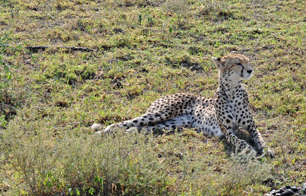 Spirit of Kenya field photograph 103