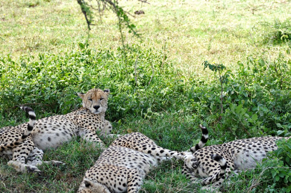 Spirit of Kenya field photograph 106