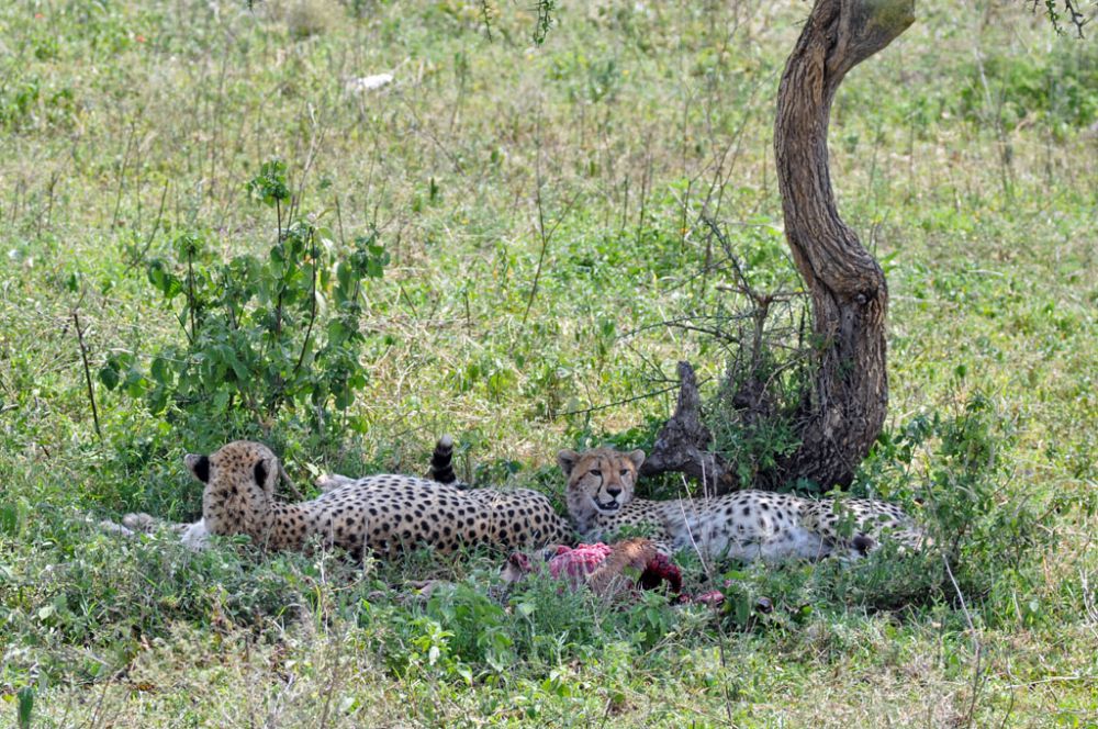 Spirit of Kenya field photograph 108