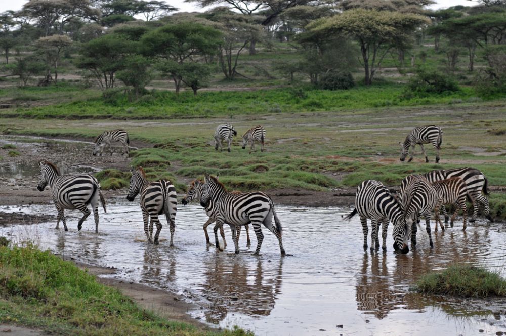 Spirit of Kenya field photograph 115