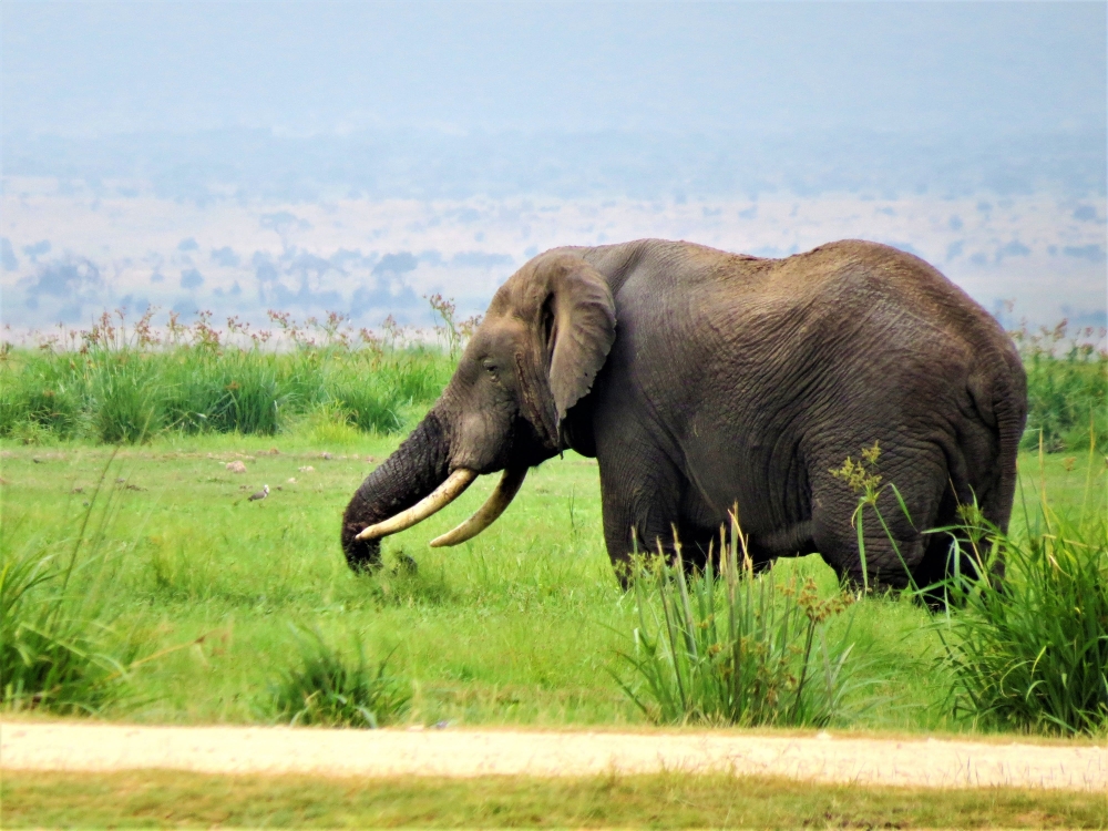 Spirit of Kenya field photograph 4