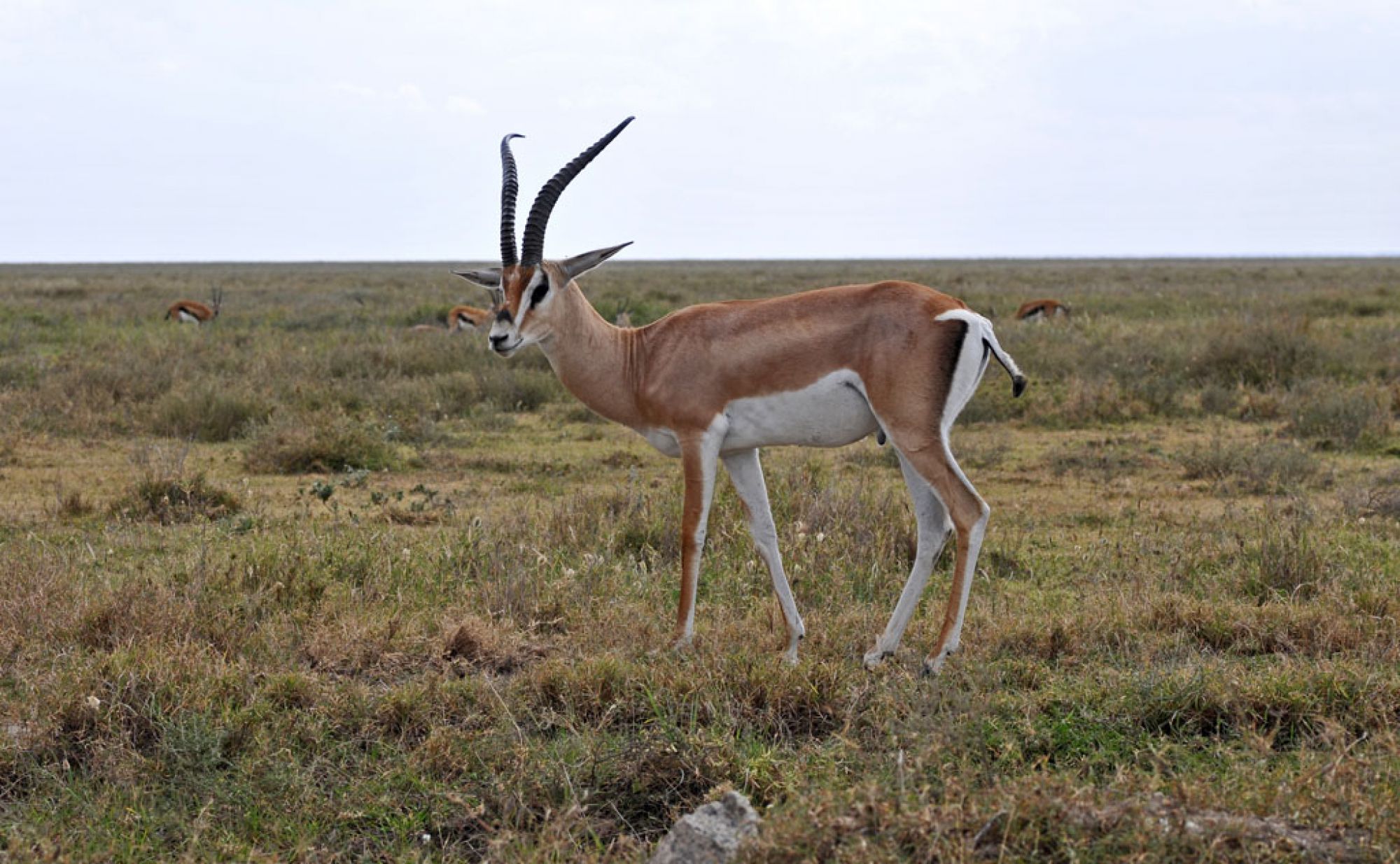 Spirit of Kenya field photograph 23