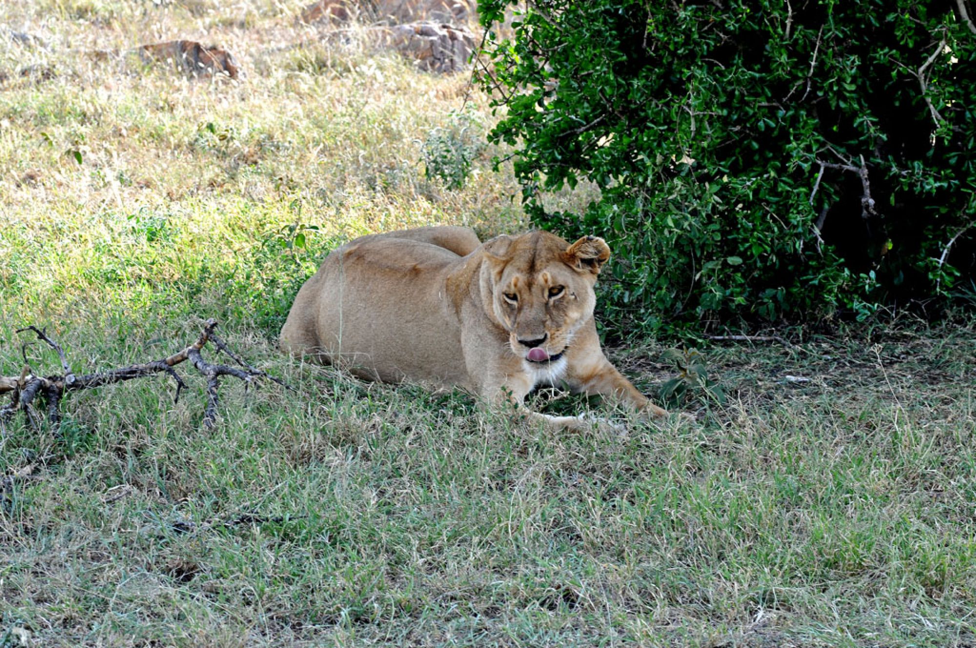 Spirit of Kenya field photograph 29