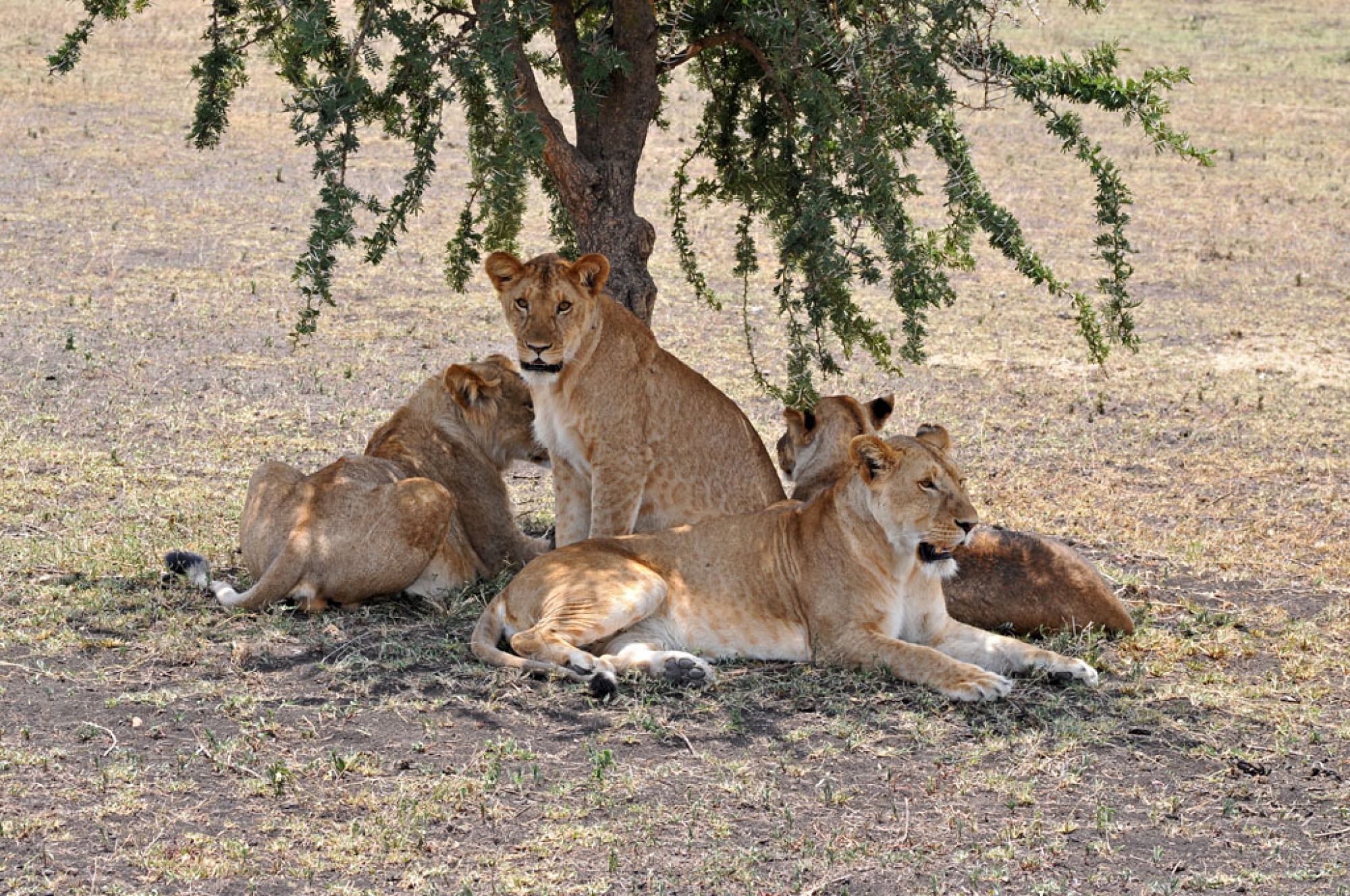Spirit of Kenya field photograph 75