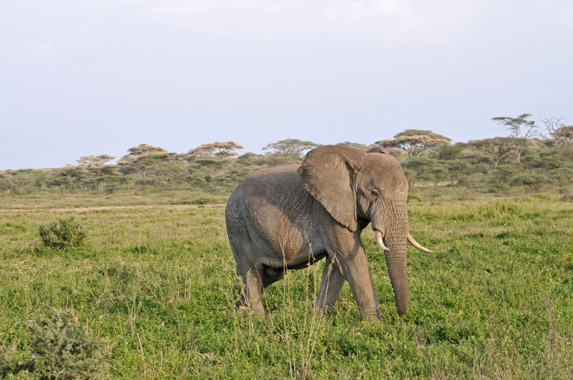 Spirit of Kenya field photograph 93