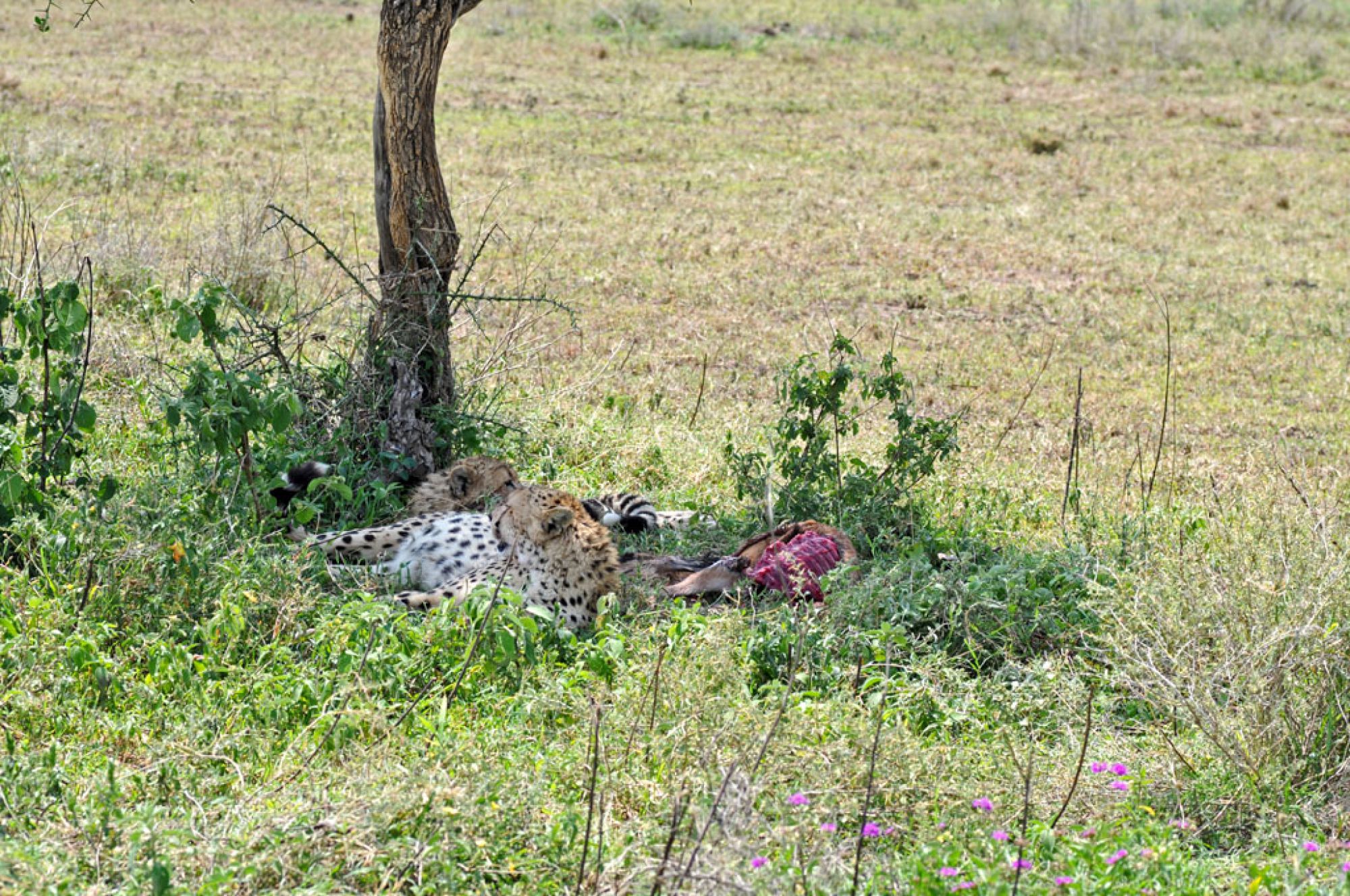 Spirit of Kenya field photograph 109