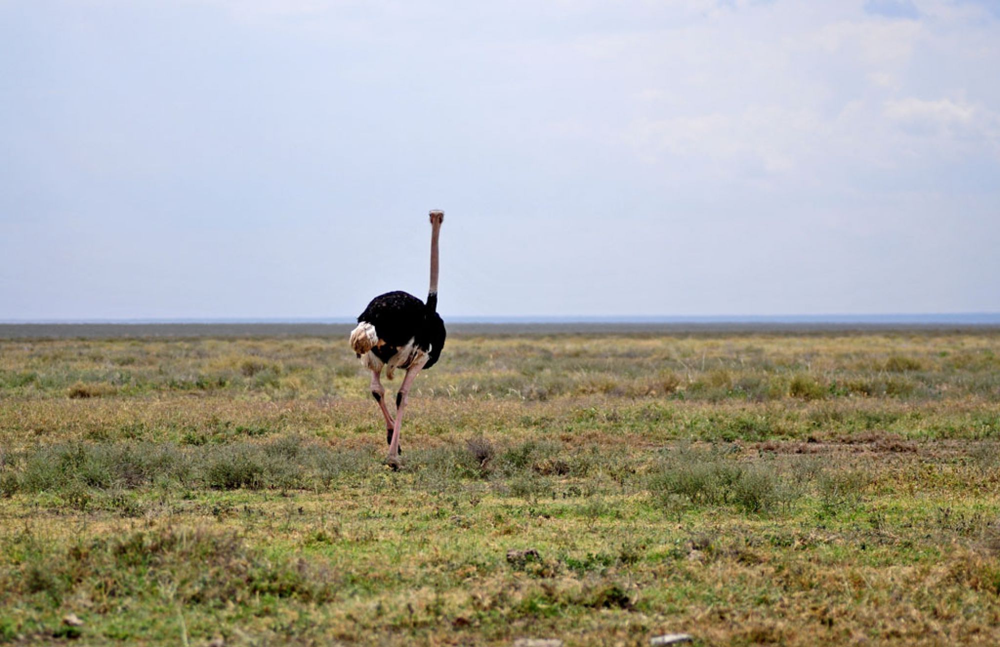Spirit of Kenya — photograph from the field archive (2)