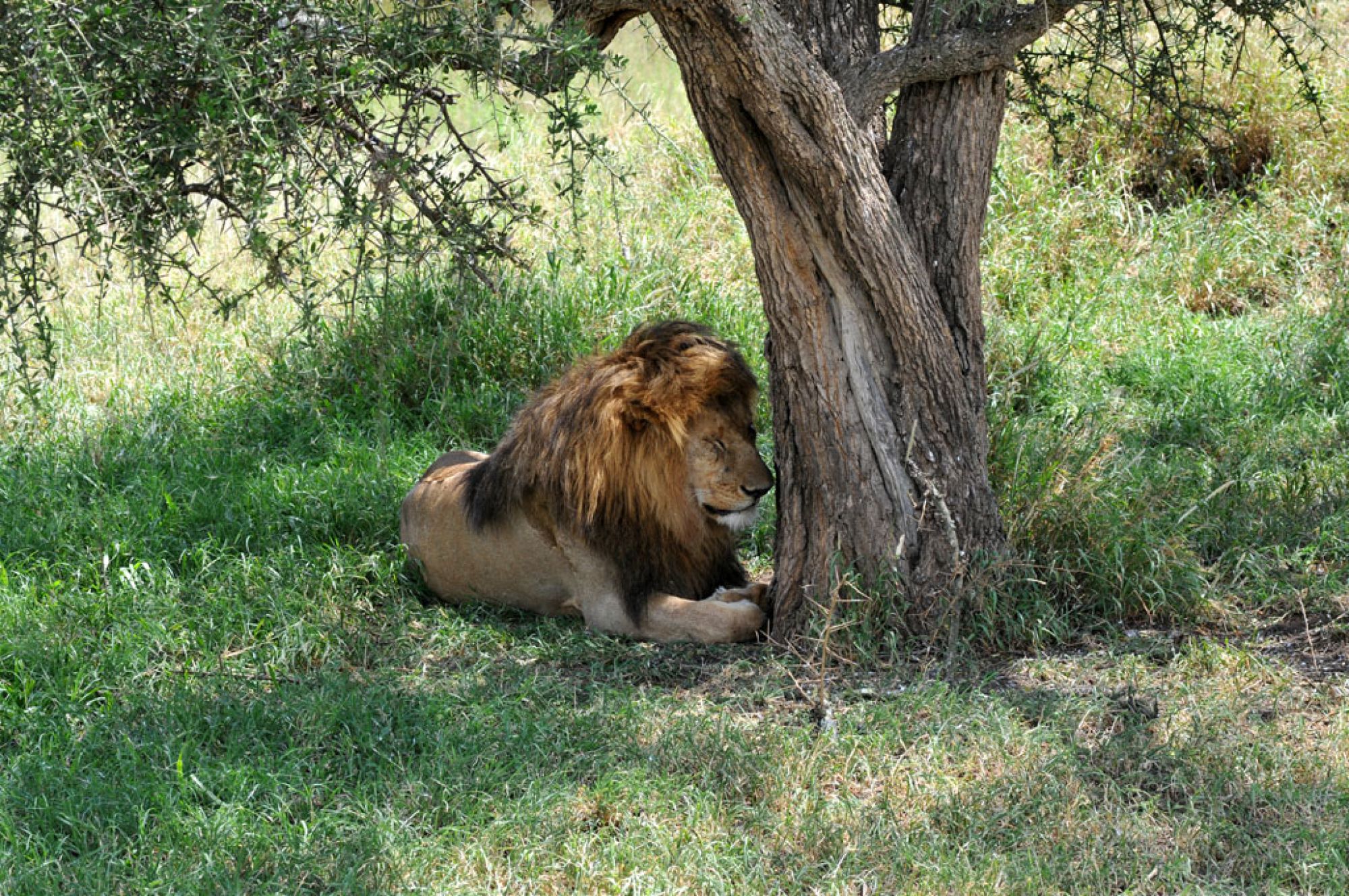A private safari vehicle beneath an acacia as a light aircraft crosses the Kenyan sky
