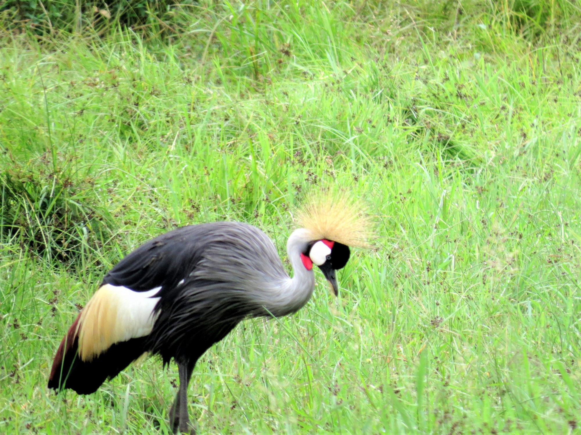 Spirit of Kenya — photograph from the field archive (1)