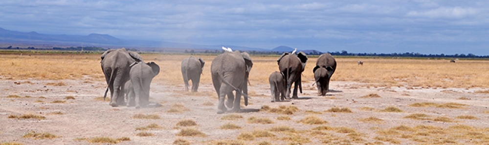 From Kenya to Tanzania with Love 4