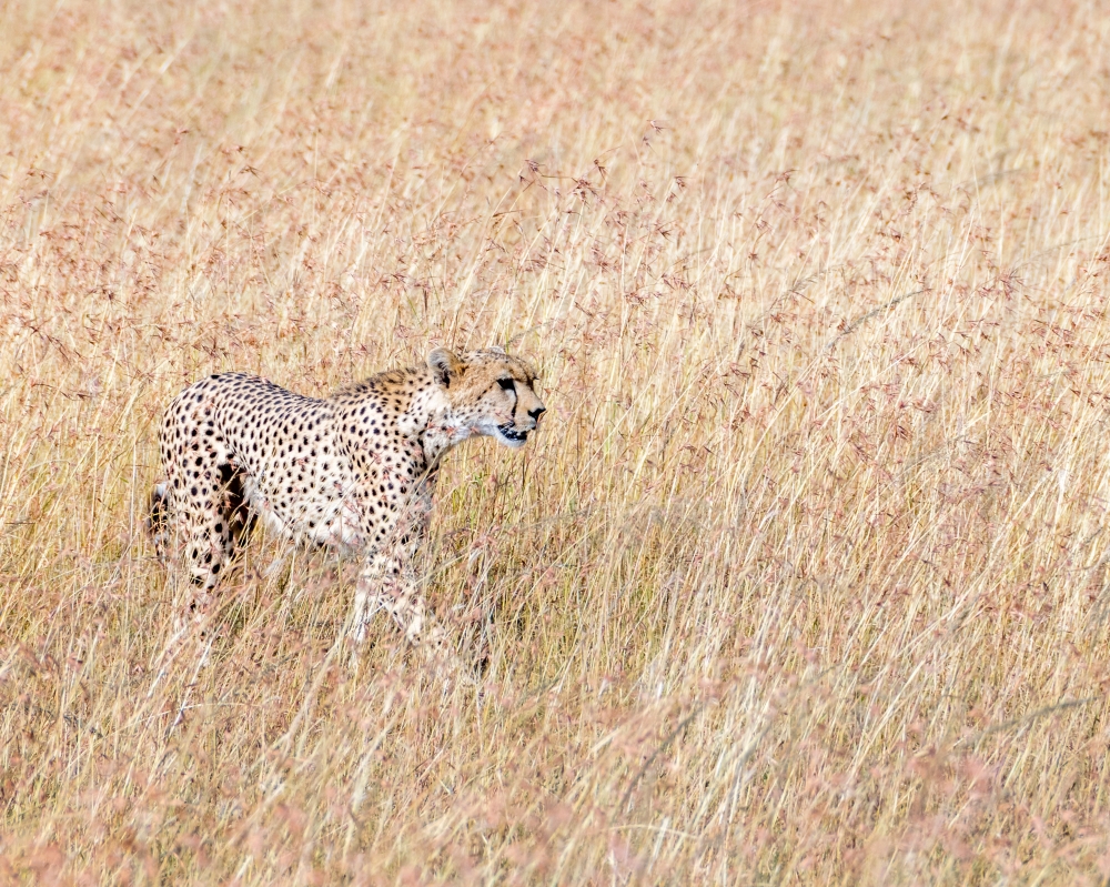 Wonders of Kenya and Tanzania 2