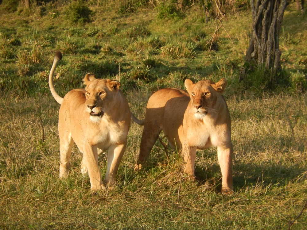 Spirit and Soul of Africa 2