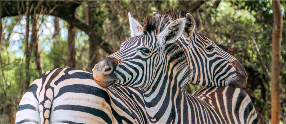 Namibia Fly In Superior Safari 3