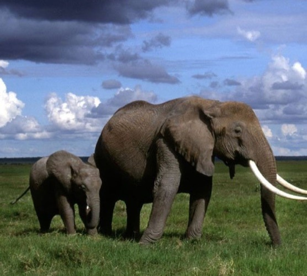 Roaring Kenya 4