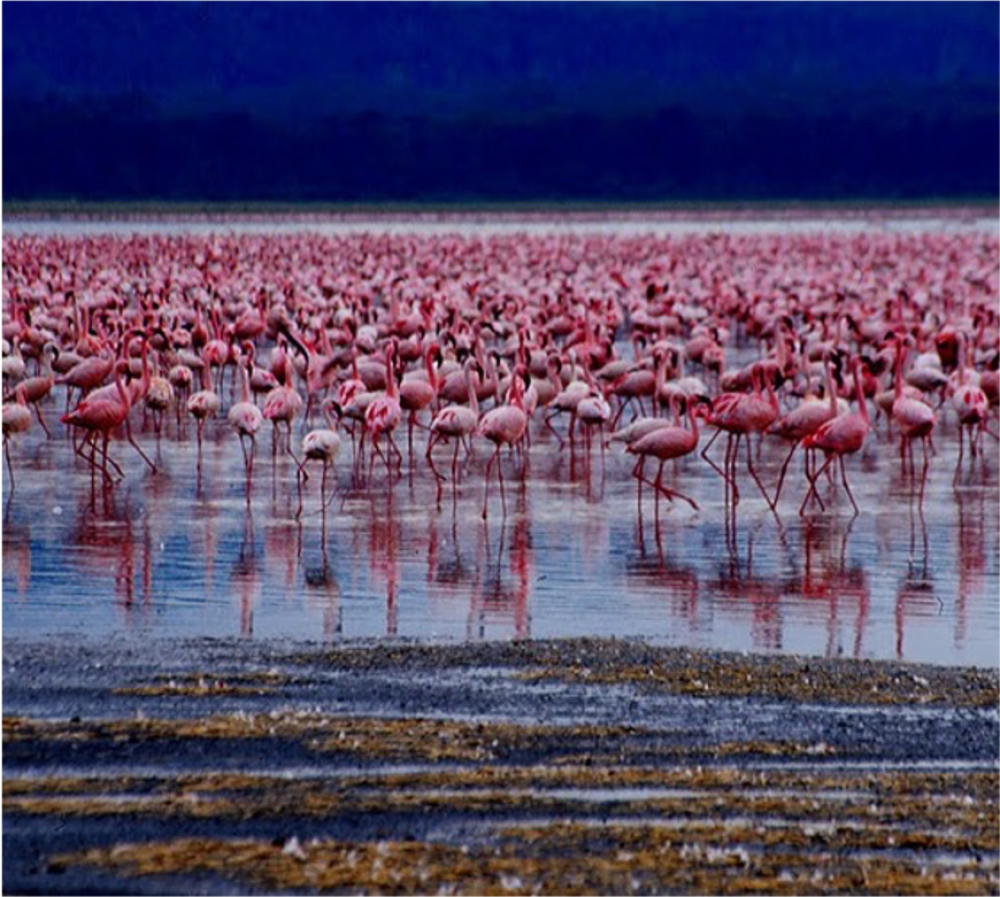 Amboseli and Mara 3