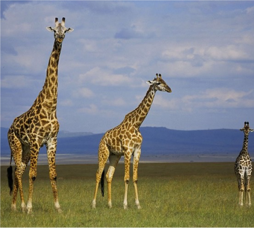 Big Kenya 2