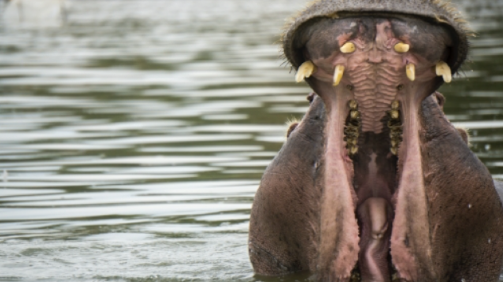 8 Day Safari with Mombasa Extension 3
